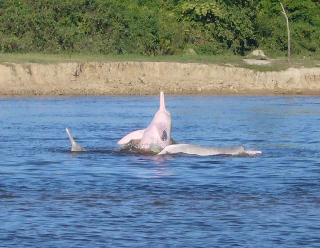 Pink River Dolphins